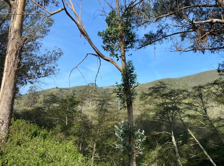 Santa Cruz Mountains